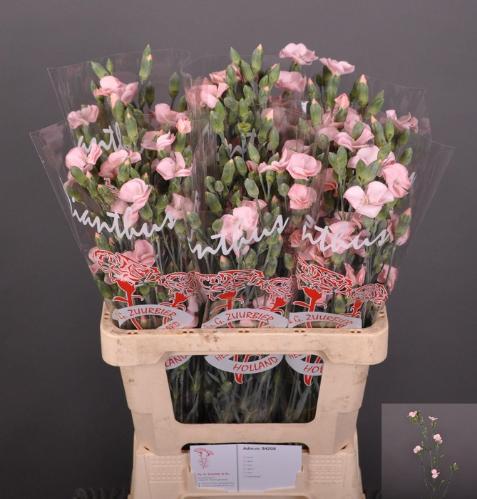 Dianthus Solomio Cas