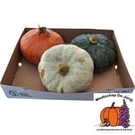 Siervruchten per stuk Cucurbita pepo 'Jarrahdale'