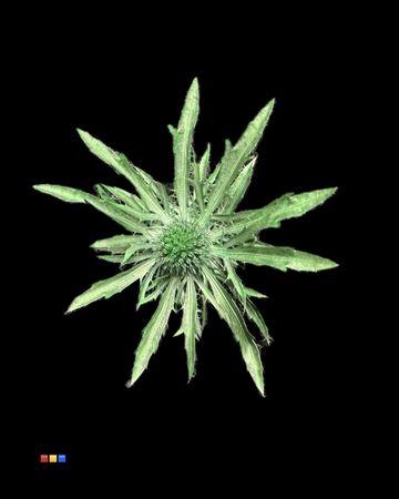 Eryngium alpinum kleurbehandeld H%
