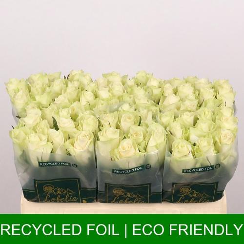 Rosa grootbloemig Athena