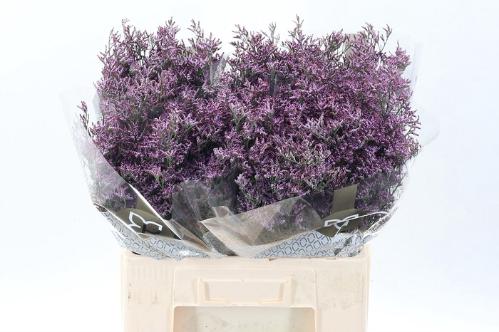 Limonium Safora Pink Sky