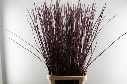 Cornus alba 'Sibirica'