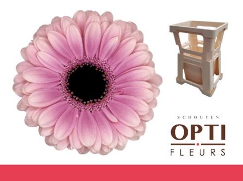Gerbera mini Esmee