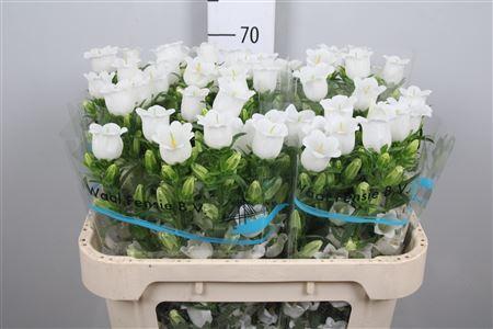 Campanula medium 'Champion White'