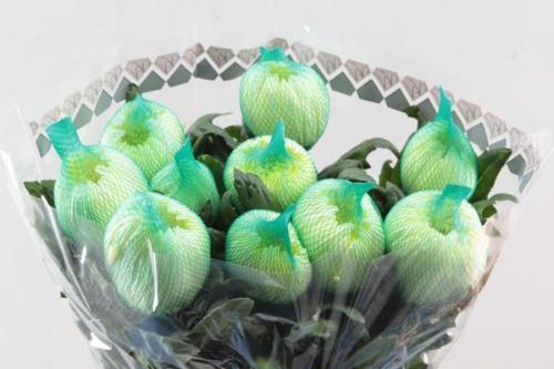 Chrysanthemum (Indicum Grp) geplozen Magnum Yellow