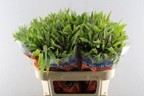 Alstroemeria Dancing Queen