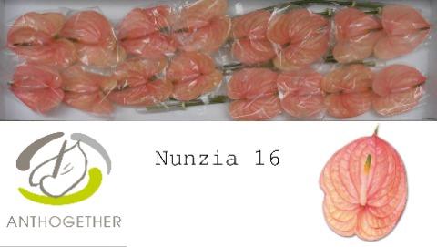 Anthurium Andreanum Grp Nunzia