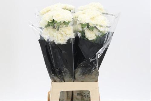 Dianthus standaard Antarctica