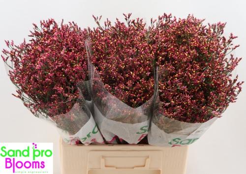 Limonium sinensis Scarlet Diamond