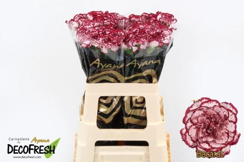 Dianthus standaard Baccarat