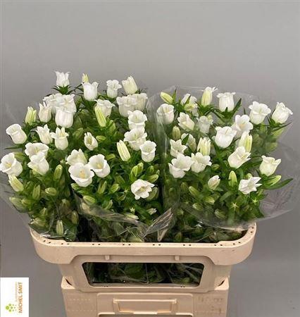 Campanula medium 'Champion White'