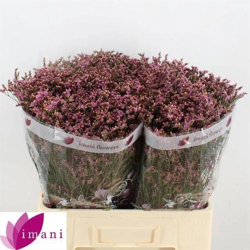 Limonium sinensis Scarlet Diamond