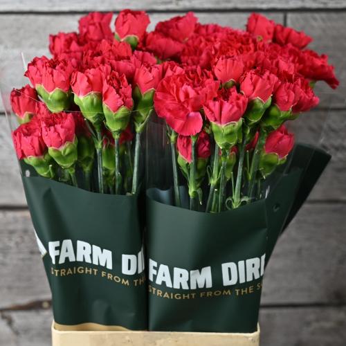 Dianthus standaard Bach