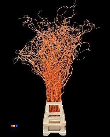 Salix kleurbehandeld H%