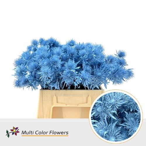 Eryngium alpinum kleurbehandeld H%