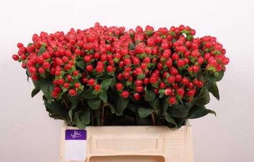 Hypericum androsaemum Tomato Flair