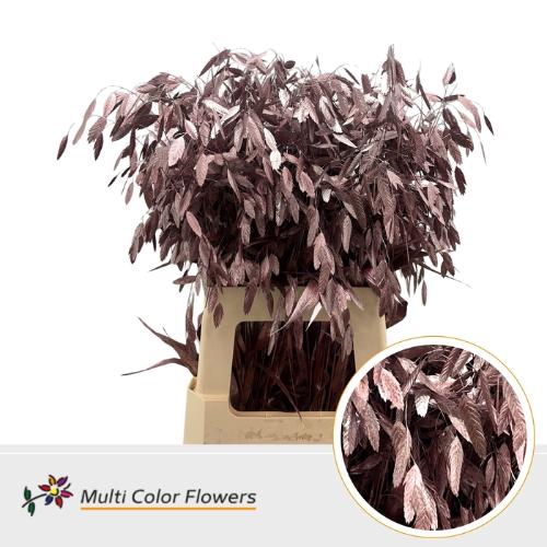 Siergras kleurbehandeld H%