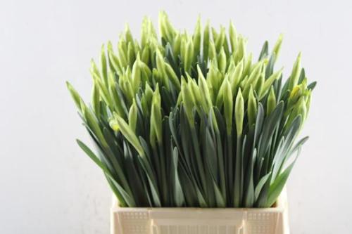 Narcissus Grootkronige Grp met blad 'Gigantic Star'