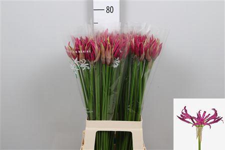 Nerine Bowdenii Grp 'Mister Nick'