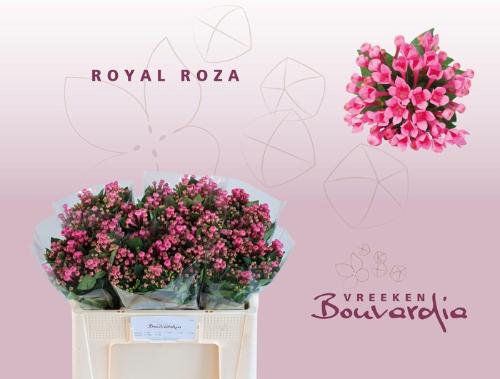 Bouvardia enkelbloemig Royal Roza
