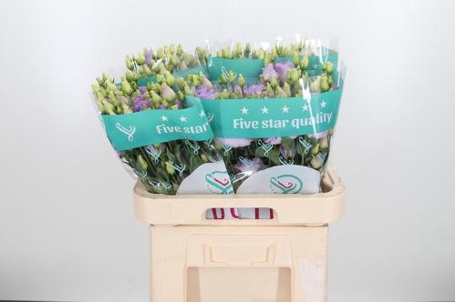 Eustoma russellianum gevuldbloemig Lisanne Deep Lavender