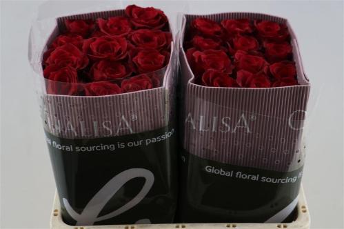 Rosa grootbloemig Dallas