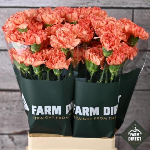 Dianthus standaard overig