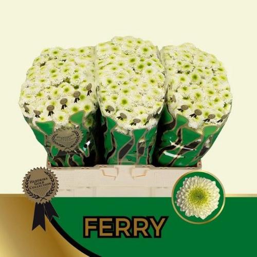 Chrysanthemum Indicum Grp tros santini 'Ferry'