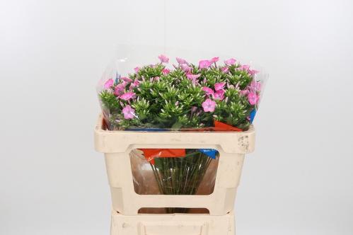 Phlox Paniculata Grp 'Cenura'