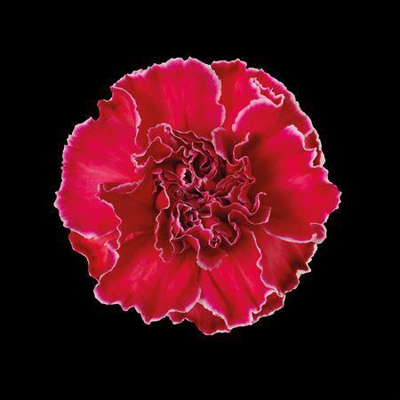 Dianthus standaard kleurbehandeld H%