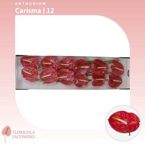 Anthurium Andreanum Grp Carisma