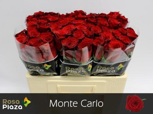 Rosa grootbloemig Monte Carlo