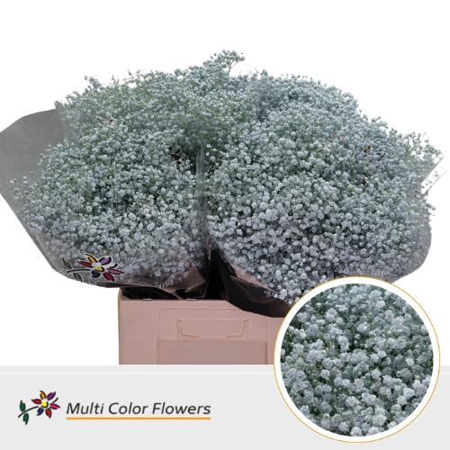 Gypsophila overig kleurbehandeld H%