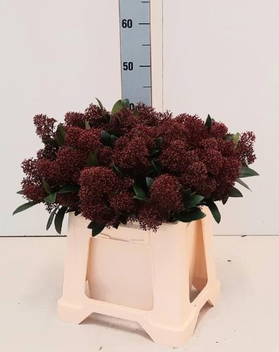 Skimmia japonica 'Rubella'