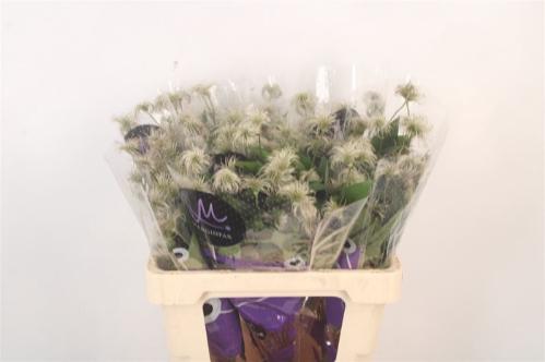 Clematis (Diversifolia Grp) Amazing Kibo (zaadpluis)