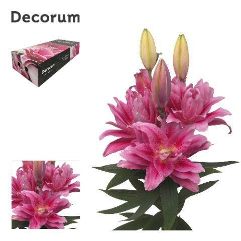 Lilium Oriental dubbel Grp Roselily Viola