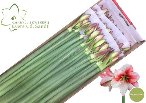 Hippeastrum Galaxy Grp 'Showmaster'