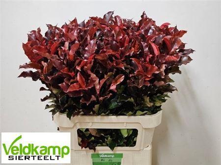 Photinia Magical Volcano