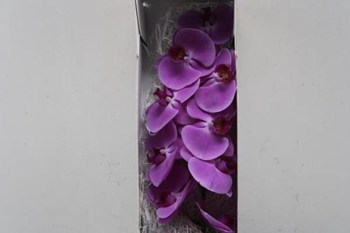 Phalaenopsis per bloem 'Happy Valentina'