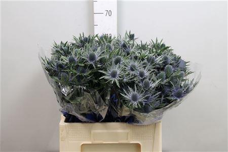 Eryngium Orion Questar
