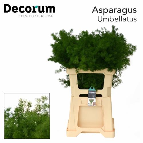 Asparagus umbellatus