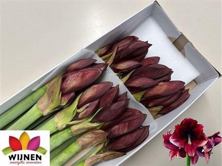 Hippeastrum Galaxy Grp Daphne