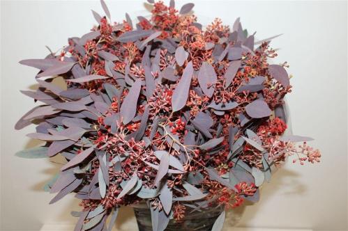 Eucalyptus globulus kleurbehandeld per bos H%