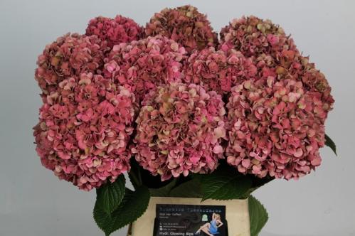 Hydrangea macrophylla Glowing Alps (classic)