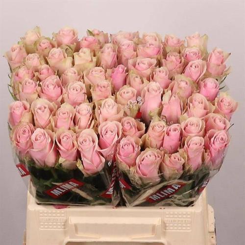 Rosa grootbloemig Pink Athena