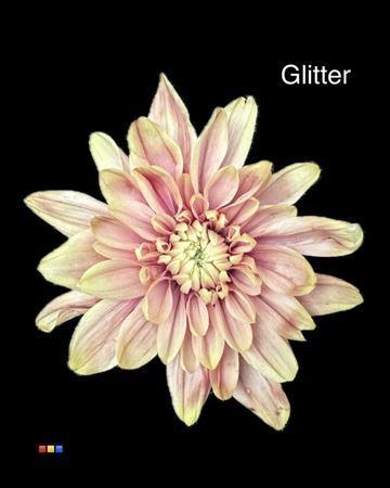 Chrysanthemum Indicum Grp tros kas kleurbehandeld H%