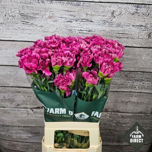 Dianthus standaard overig