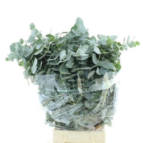 Eucalyptus per bos cinerea