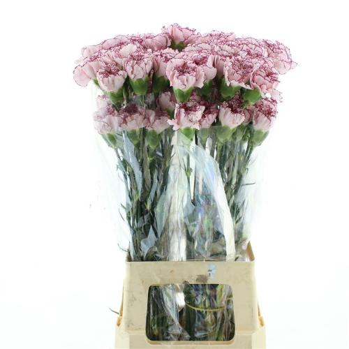 Dianthus standaard 'Mariposa'