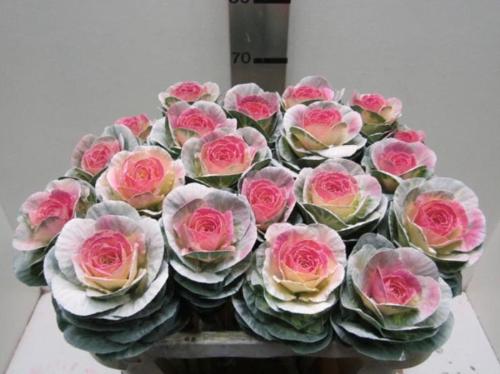 Brassica oleracea kleurbehandeld H%